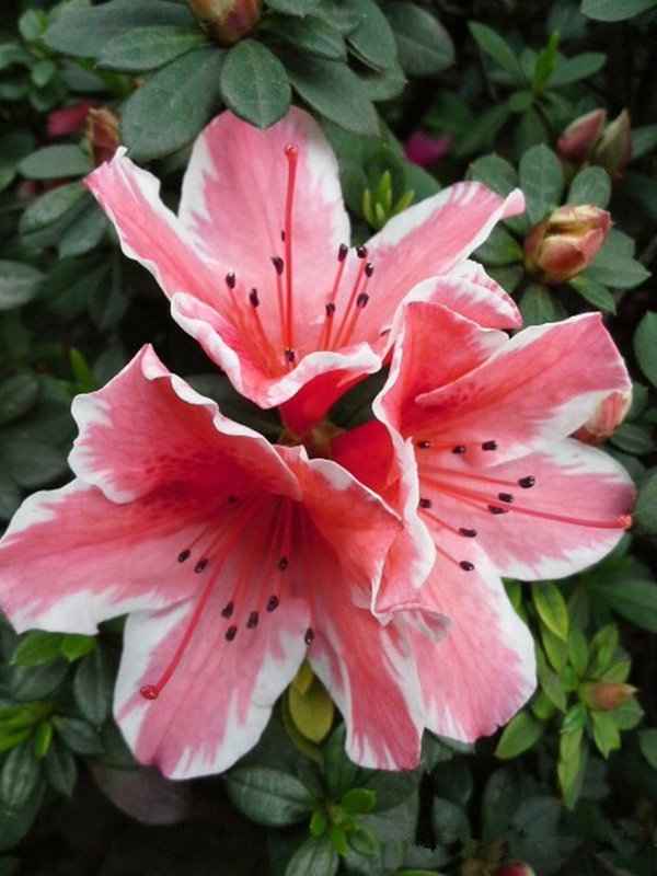 教师节祝福图片